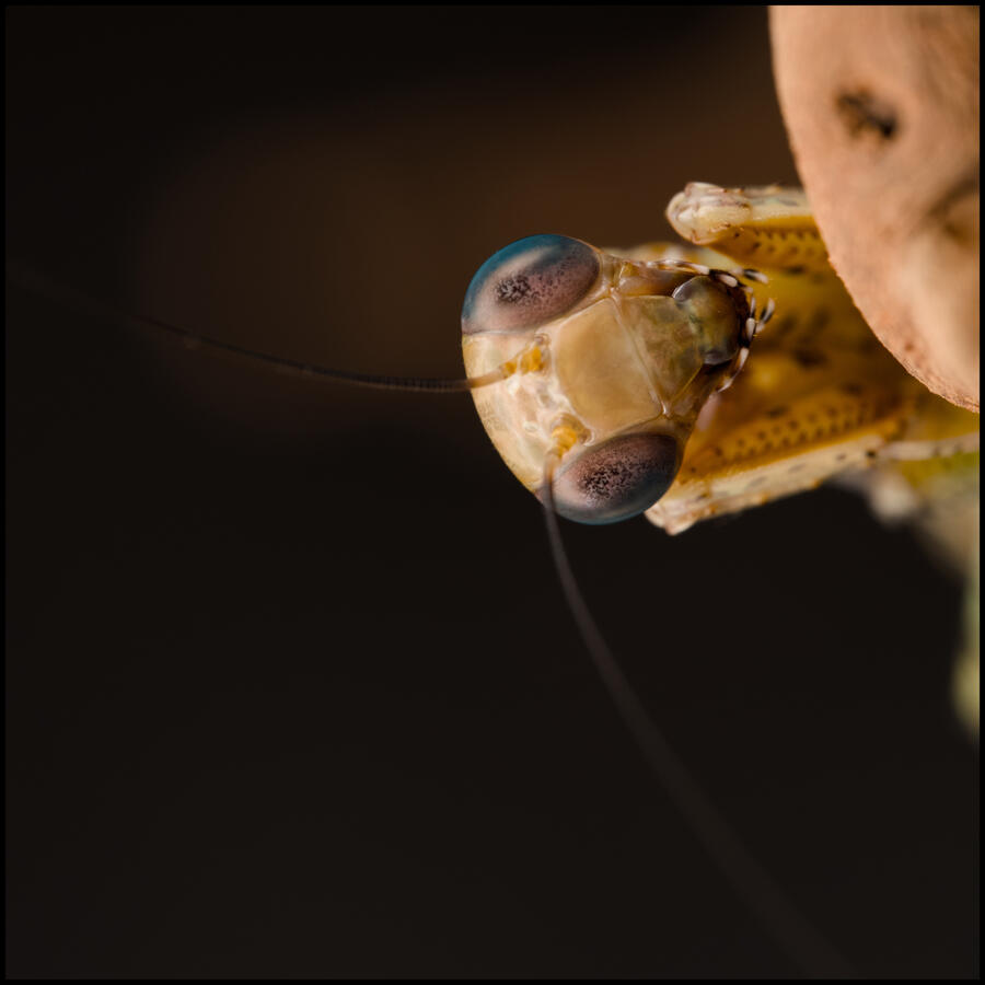 Mantis Sp. Photo of a Mantis