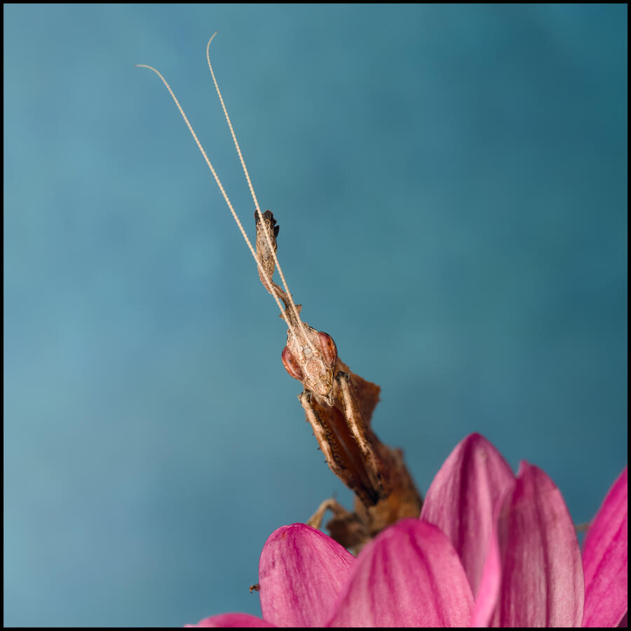 Mantis Sp. Photo of a Mantis